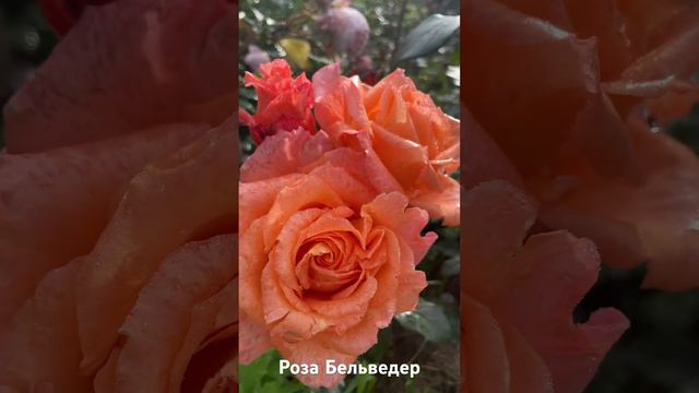 Роза Бельведер/ rose Belvedere