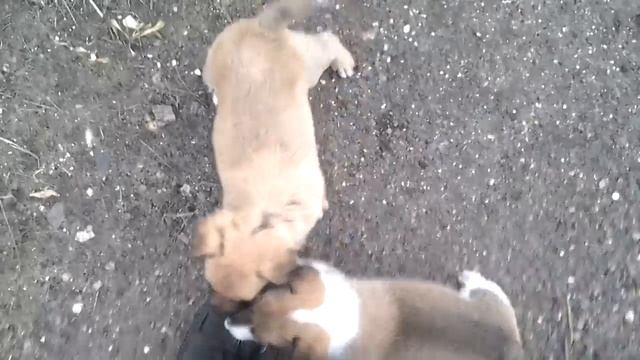 В Николаеве три бездомные собаки напали на человек смотреть онлайн