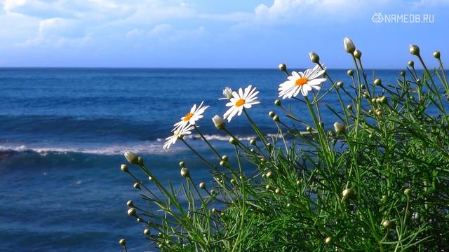 Топ 12 лучших жен среди знаков Зодиака смотреть онлайн