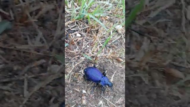 Wonderful purple Beetle Ground beetle Crimea 2021 Чудесный фиолетовый Жук Жужелица полуостров Крым