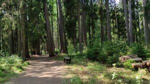 Санкт-Петербург,Рощино.Линдуловская Роща.Заказник..