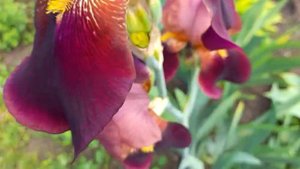 #ирисшоколадный / Ирис шоколадный Индиан Чиф ( лат. iris germanica Indian Chief)