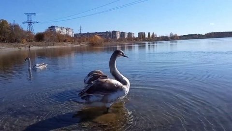 СЕВЕРОДОНЕЦК. РЫБАЛКА НА ЩУКУ С ЛЕБЕДЯМИ . ЧИСТОЕ ОЗЕРО. #рыбалканащуку #северодонецк #лебеди