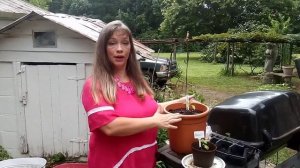 Container gardening tour of my petunias