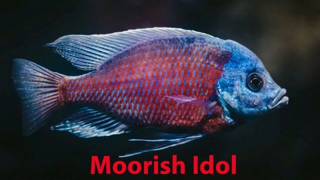 Sea Animals Flashcards - Sea Animals Names For Kids - Bachon Ki Dunya смотреть онлайн