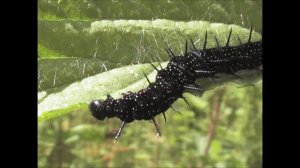 Peacock Butterfly Larva Aglais io