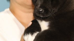 Девочка Американская Акита, щенок мечты- Синтия Блек 2мес. готова к переезду