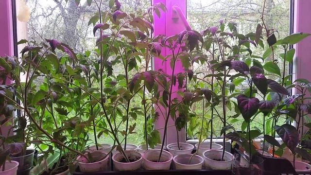 Рассада помидор на 6 Мая смотреть онлайн