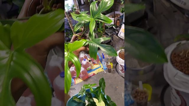 Philodendron Florida Ghost