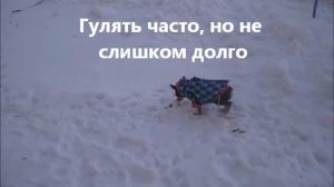 Как приучить собаку к туалету на улице. Той-терьер