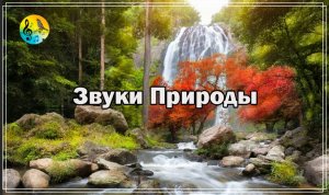 Исцеляющая Музыка Для Лечения ? Успокойтесь Шумом Воды И Нежным Журчанием Ручья В Лесу.Я Сна