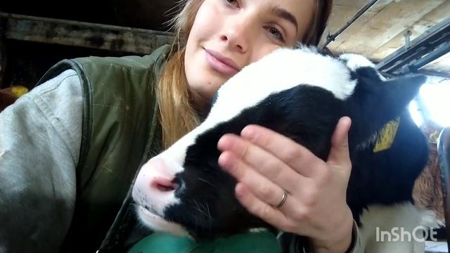 Навозоудаление, как избавиться от запаха аммиака в коровнике (органическая подстилка, канализация ) смотреть онлайн