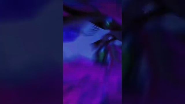 Эдит Джоджо с Дьяволо смотреть онлайн