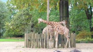 Berlin Zoo / ПОСЛЕДНИЙ ДЕНЬ В ГЕРМАНИИ