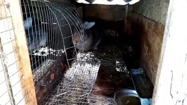 Разведение кроликов. Окролы крольчих.  Время охоты самок.