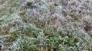 Звук шагов человека по траве. Шуршание травы во время ходьбы слушать