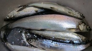 Как ловить ряпушку зимой?