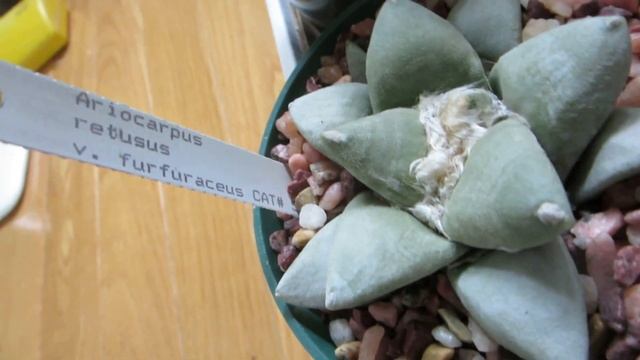 Cactus Collection - Small Ariocarpus and Others смотреть онлайн