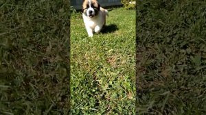 Московская сторожевая 35 дней(8)