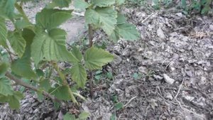 Малина Желтый гигант - первый урожай