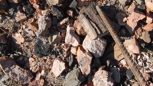 Как мы с котом искали каменные деревья , а Майка ловила лису. смотреть онлайн