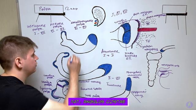 Анатомия рёбер и грудины / Остеология смотреть онлайн
