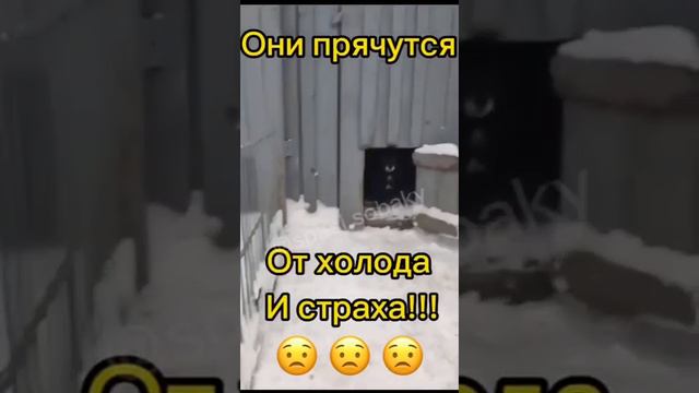 Семеро собак стоит в очереди на усыпление😩!