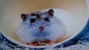 Смешные песни про котов