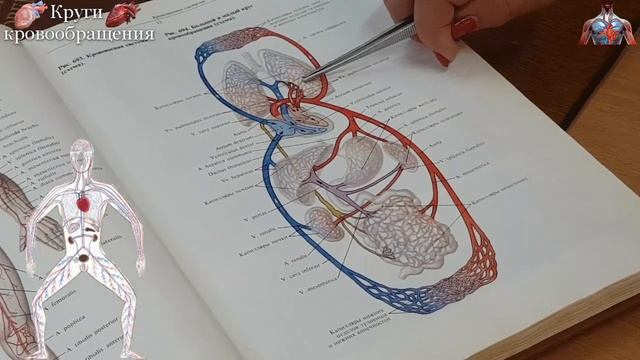 Большой и малый круги кровообращения.