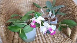 How I grow Cattleya violacea semi alba flamea at home in England, UK; a very unusual Cattleya orchi
