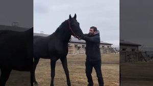 Жеребец Карачаевской породы Ворон , владелец Ратмир Карабашев