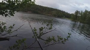 Самая универсальная приманка на хищника летом.