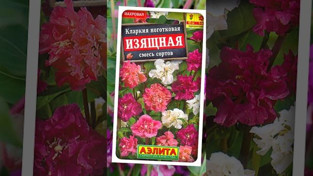 Кларкия ноготкова - Изящная (смесь сортов).?