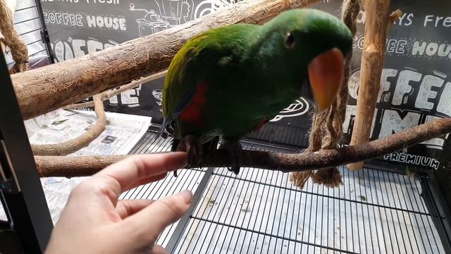 Большая клетка для попугая Кредо (KREDO) смотреть онлайн