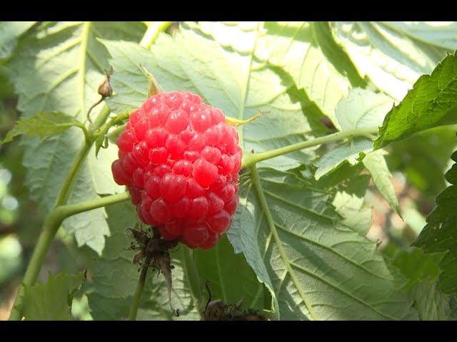 "Вкусный праздник: день малинового варенья" (Будни, 16.08.18г., Бийское телевидение)