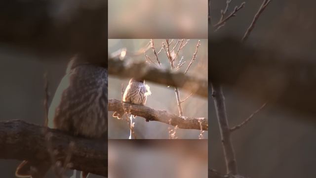 Как заразить других, если ты растение паразит. Омела белая