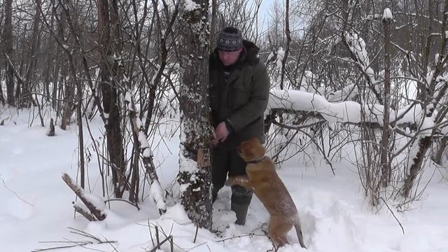 Какую фотоловушку купить,фотоловушка с алиэкспресс,обзор!