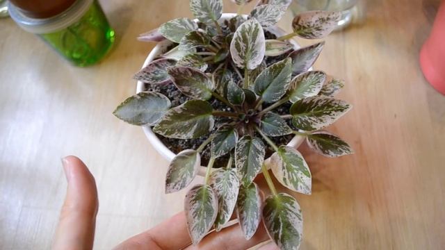 Мини-коллекция ФИАЛОК-ТРЕЙЛЕРОВ. Их особенности и уход смотреть онлайн