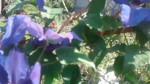 Клематис Синее пламя  Clematis Blue Flame