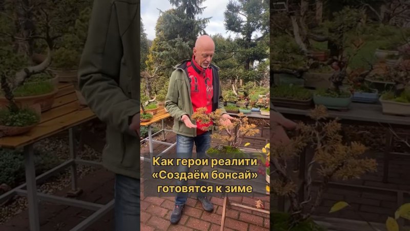 Как герои реалити «Создаем бонсай» готовятся к зиме. #бонсай #bonsai #ниваки #андрейдарусенков