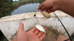 Выехал на толстолоба, а тут!!! Рыбалка в августе. Рыбалка на Кубани.