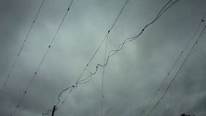 Как защититься от золотистой щурки