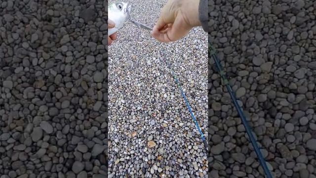 Обожаю эту рыбу) И ловить, и готовить ! смотреть онлайн