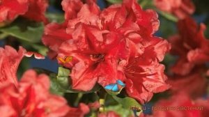 Рододендрон ползучий Скарлет Вондэ ? обзор: как сажать, саженцы рододендроны Скарлет Вондэ