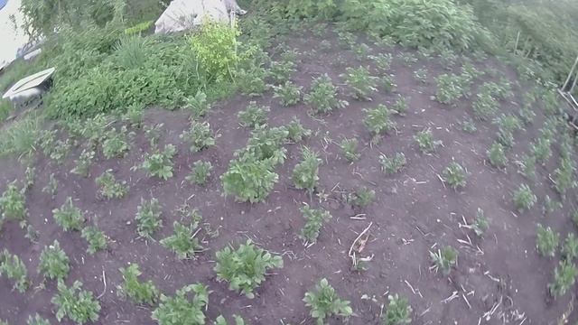 Картофель на биогумусе СЕЗОН 2. Видео 3. Картофель после всходов. Уже заметно применение биогумуса смотреть онлайн