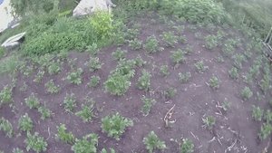 Картофель на биогумусе СЕЗОН 2. Видео 3. Картофель после всходов. Уже заметно применение биогумуса
