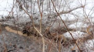 Подкормка диких кабанов