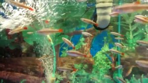 аквариумные рыбки Кардинал