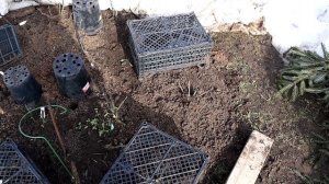 Результаты зимовки ЯПОНСКИХ РОЗ в 3 климатической зоне Кировская область. Без выпадов!