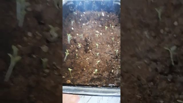 Петуния и виола.